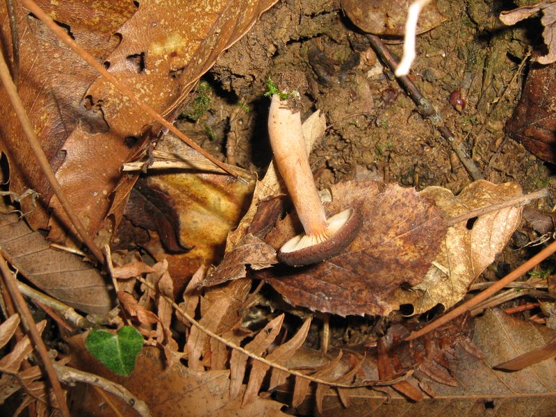 Funghi dalla Castellina